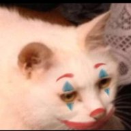 cat1cat
