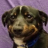 Anxious Dog