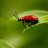 RedBeetle